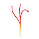 Type 1 Saffron