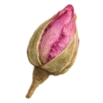 Damask rosebud